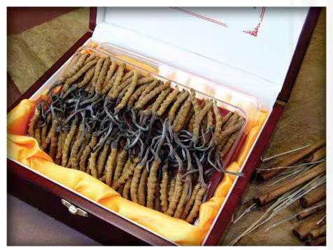 育才镇冬虫夏草回收